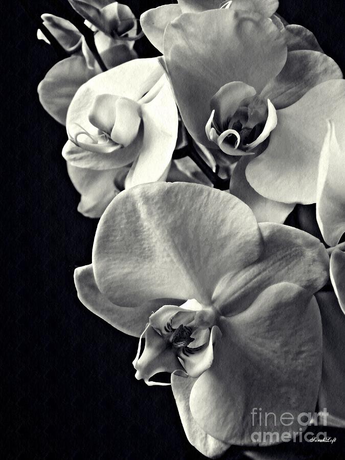 Orchid Photograph - Gentle Silence Monochrome by Sarah Loft
