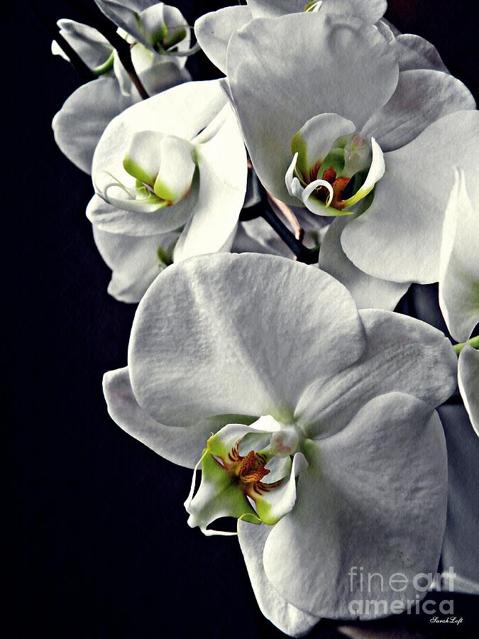 Orchid Photograph - Gentle Silence   by Sarah Loft