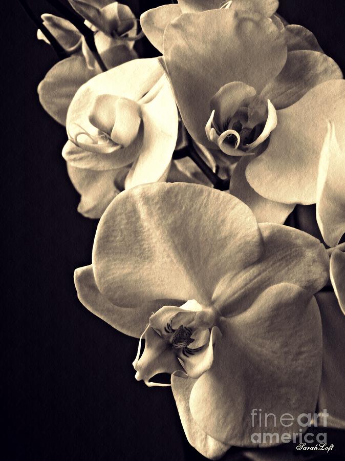 Orchid Photograph - Gentle Silence Sepia by Sarah Loft