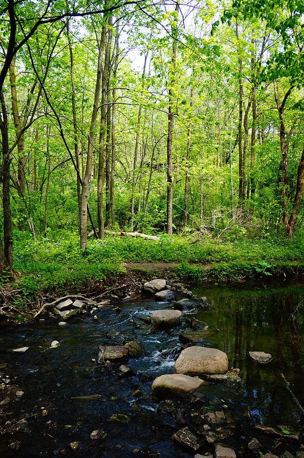 Gentle Stream Photograph by Sarah Ninnemann | Fine Art America