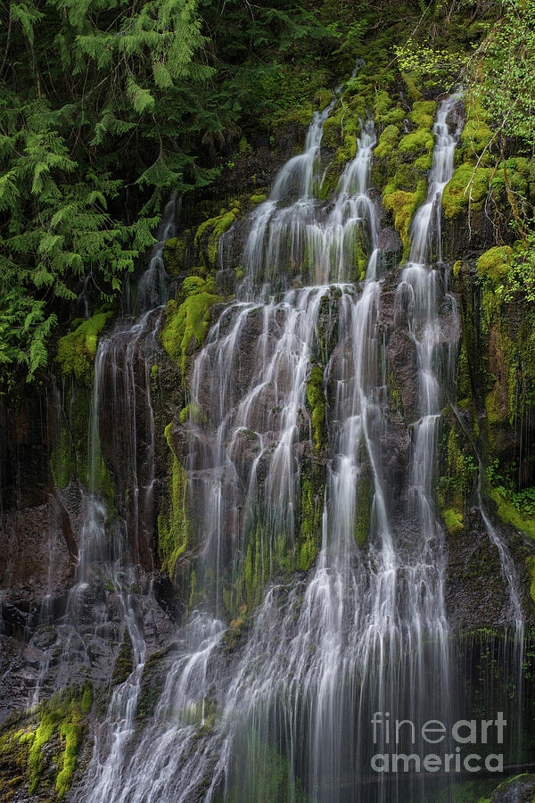 Gentle Streams of Life Photograph by Mike Reid
