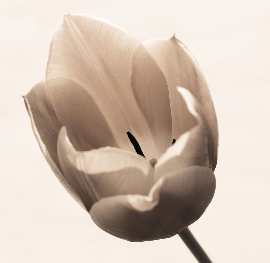 Spring Photograph - Gentle Tulip by Brian Manfra