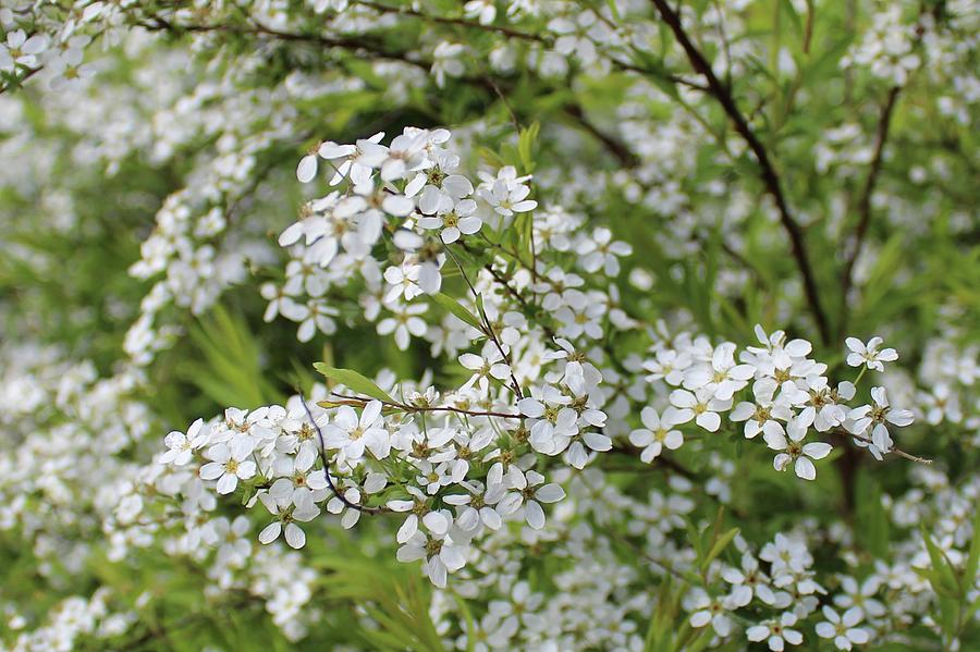 Delicate blossoms by Radka Zimova King Delicate blossoms by Radka Zimova King