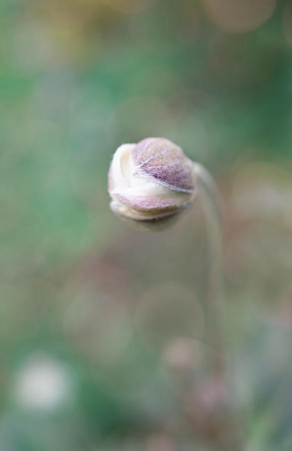 Gentle White Flower bud Photograph by Lilia S