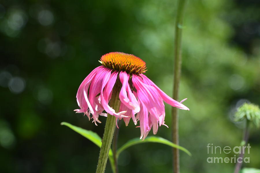 Flower Photograph - Gentle Winds by Maria Urso