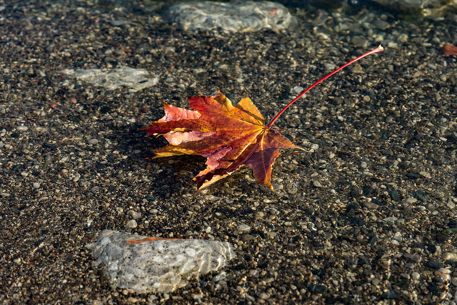 Gently Floating Autumn - Colorful Maple Leaf in the Lake Photograph by Georgia Mizuleva