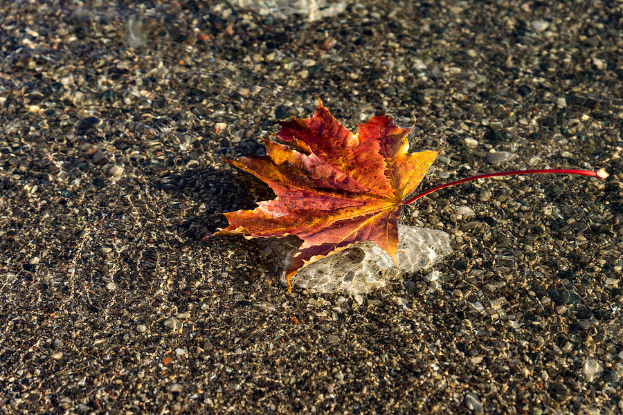 Gently Floating Autumn - Multicolored Maple Leaf in the Lake Photograph by Georgia Mizuleva