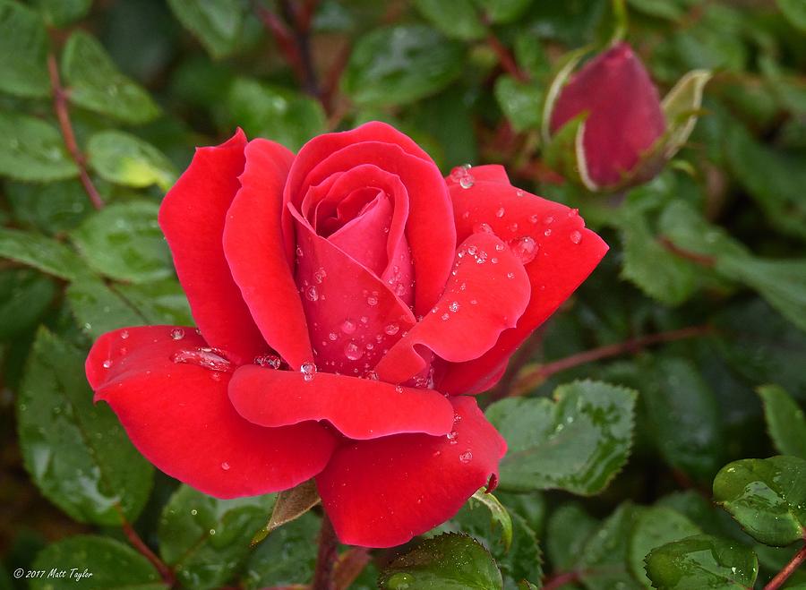 Gently Saturated Roses Photograph by Matt Taylor - Fine Art America