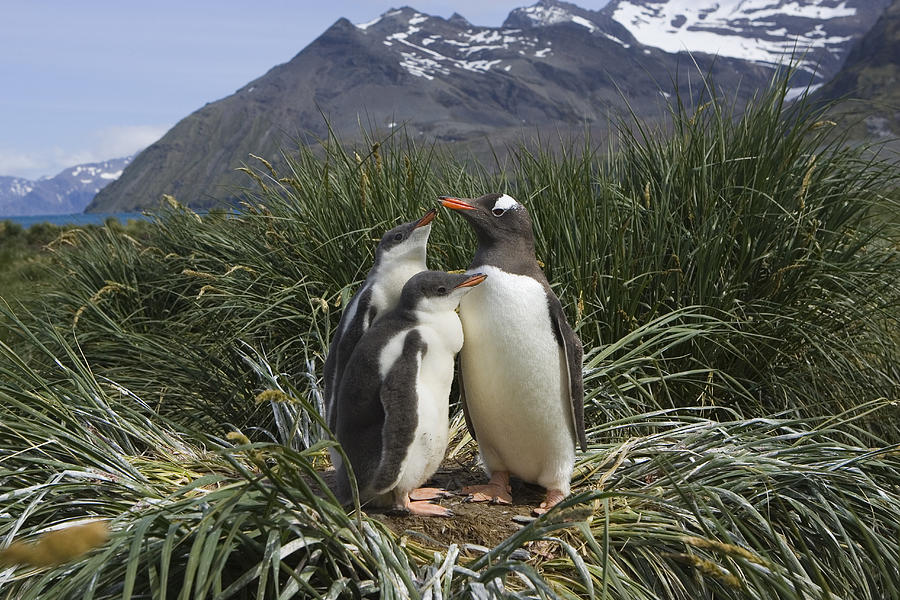 Gentoo Penguin and Young Chicks Photograph by Suzi Eszterhas