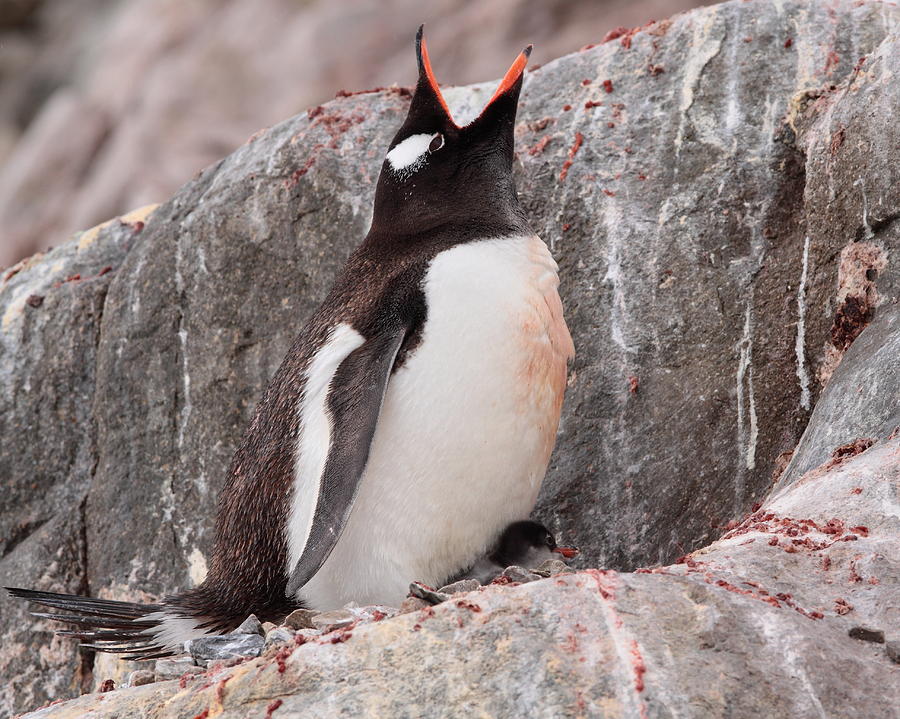 Gentoo Penguin Calling On Nest Photograph by Bruce J Robinson