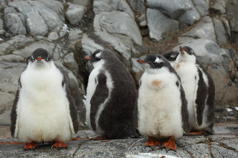 Gentoo Penguin Chicks Photograph by Bruce J Robinson