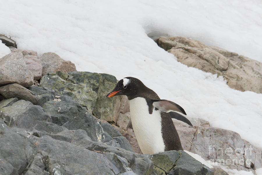 Gentoo penguin climbing rocks Photograph by Karen Foley
