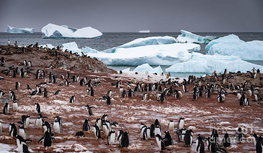 Keng Penguin Who Has Blundered Into A Gentoo Penguin Colony Stock Photo -  Download Image Now - iStock