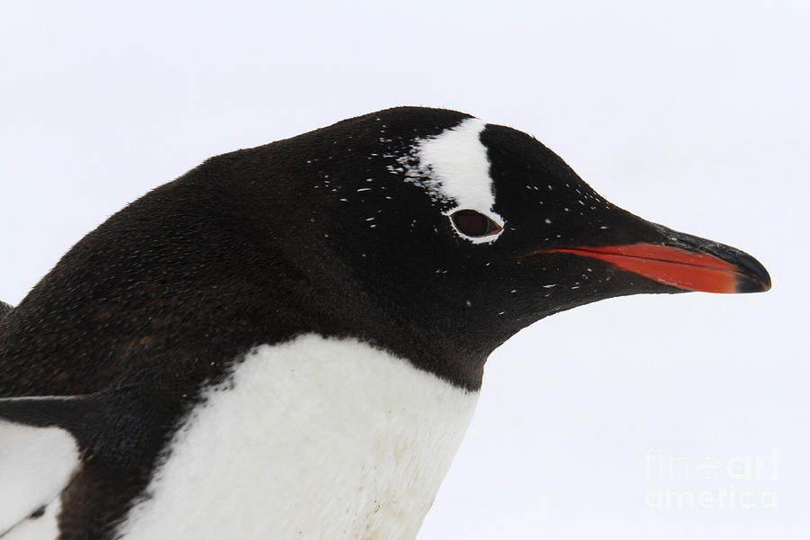 Gentoo penguin face Photograph by Karen Foley