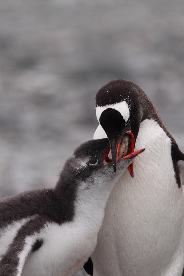 Gentoo Penguin Feeding Photograph by Bruce J Robinson