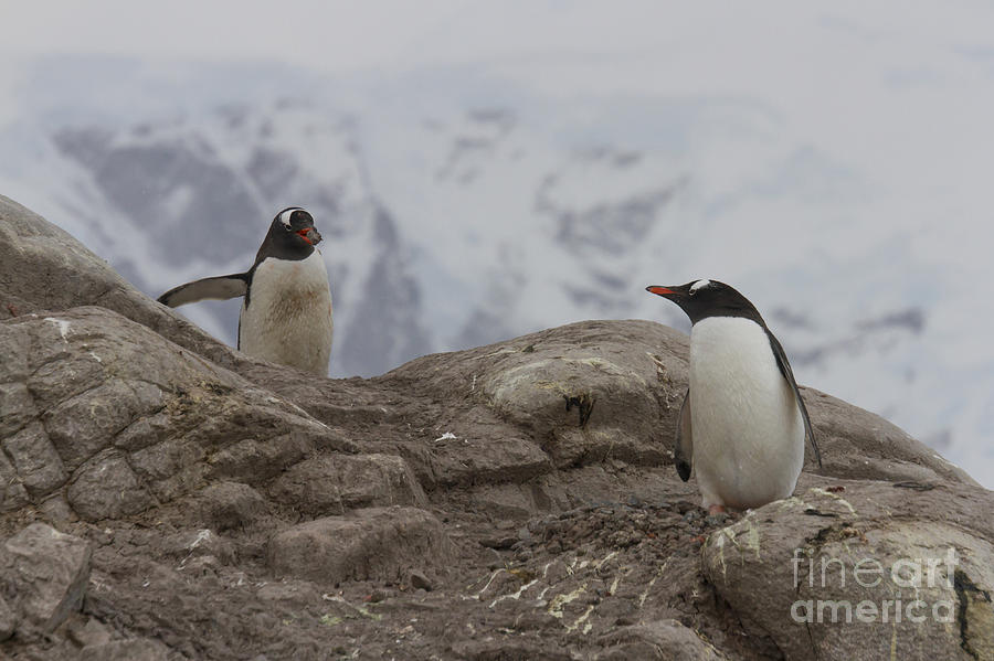 Gentoo Penguin Mating Behavior Photograph