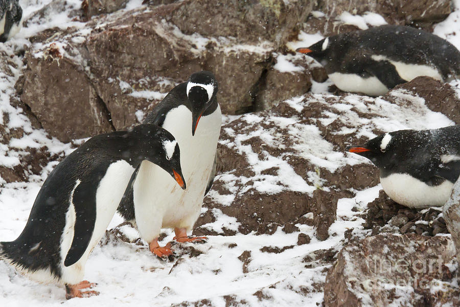 Gentoo Penguin Mating Behaviors Photograph