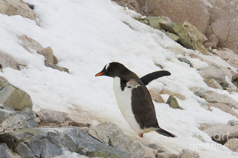 Gentoo penguin, Neko Harbor, Antarctica Photograph by Karen Foley