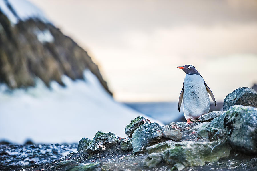 Gentoo Penguin On Barrientos Island - Antarctica Photograph Photograph by Duane Miller