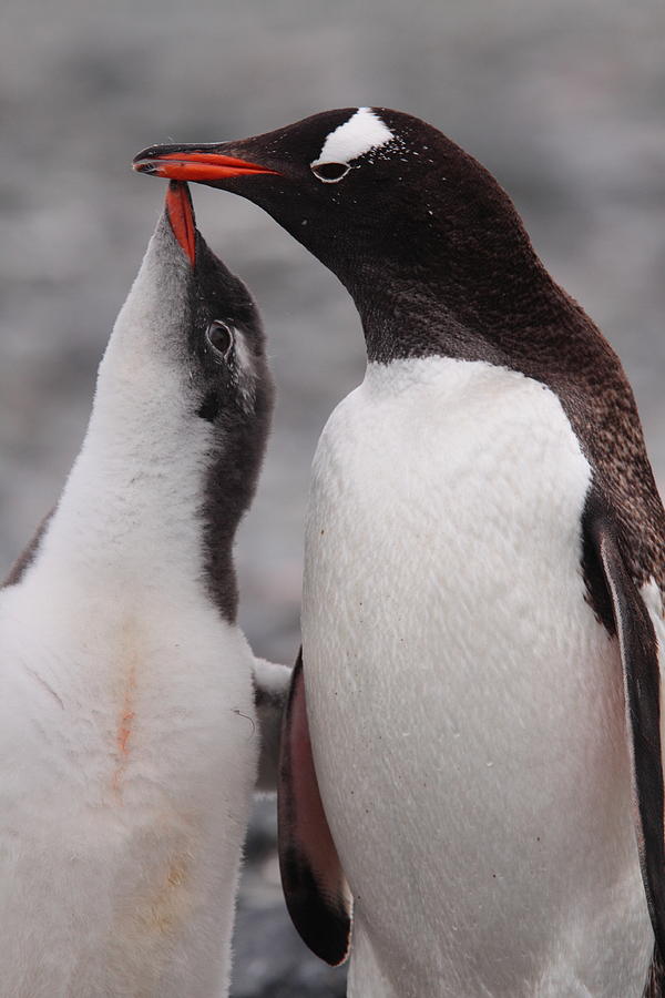 Gentoo Penguin Parenting Photograph by Bruce J Robinson