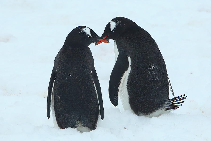 Gentoo Penguin Romance Photograph by Bruce J Robinson