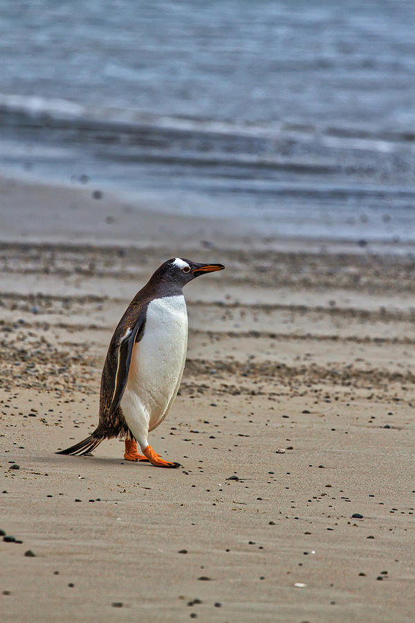 Gentoo Penguin Strolling Photograph by John Haldane