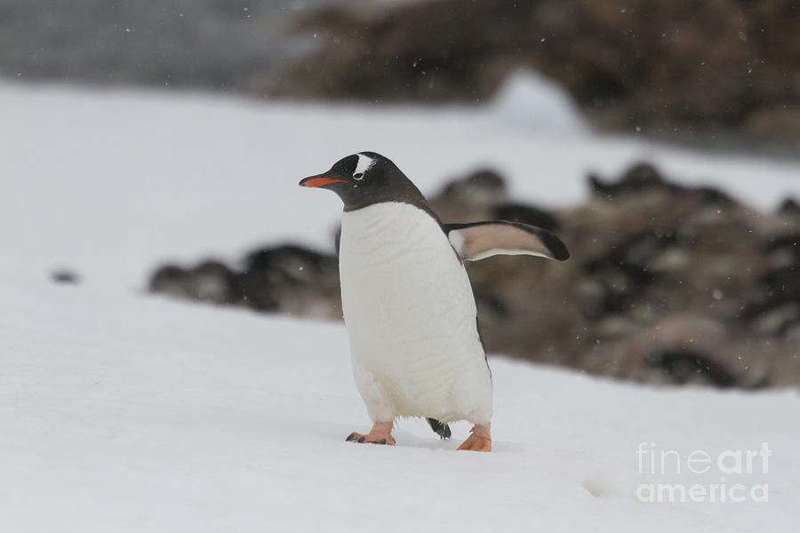 Gentoo penguin walking , Neko Harbor, Antarctica Photograph by Karen Foley