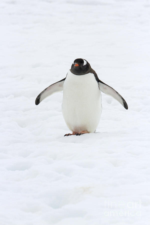 Gentoo penguin walking in snow Photograph by Karen Foley