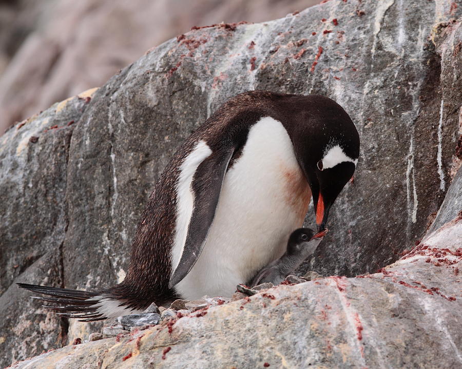 Gentoo Penguin With Chick Photograph by Bruce J Robinson