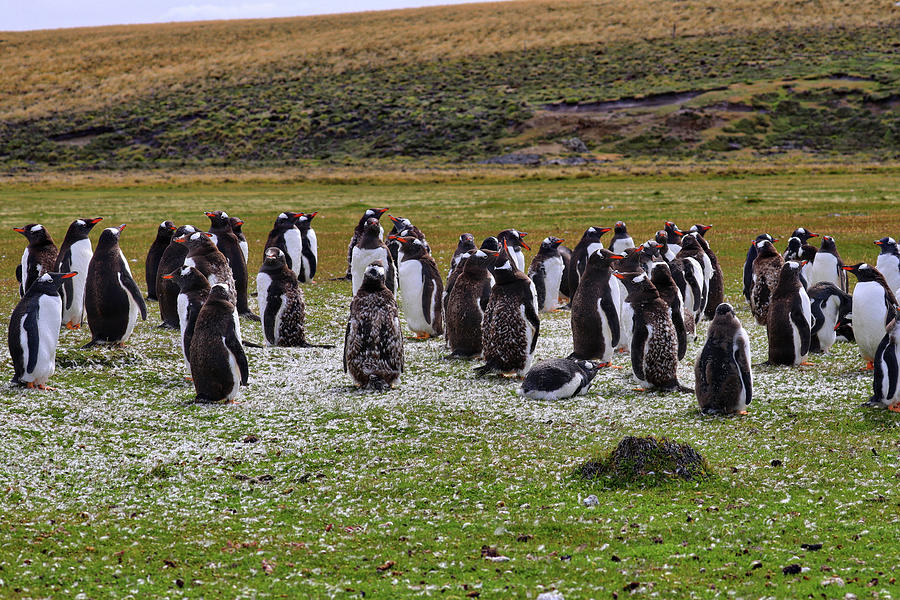 Gentoo Penguins Falkland Islands Photograph by Paul James Bannerman