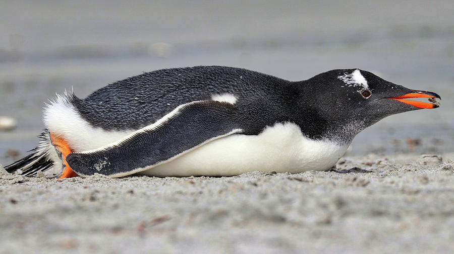 Gentoo Penguins Kelp Point Falkland Islands Photograph by Paul James Bannerman
