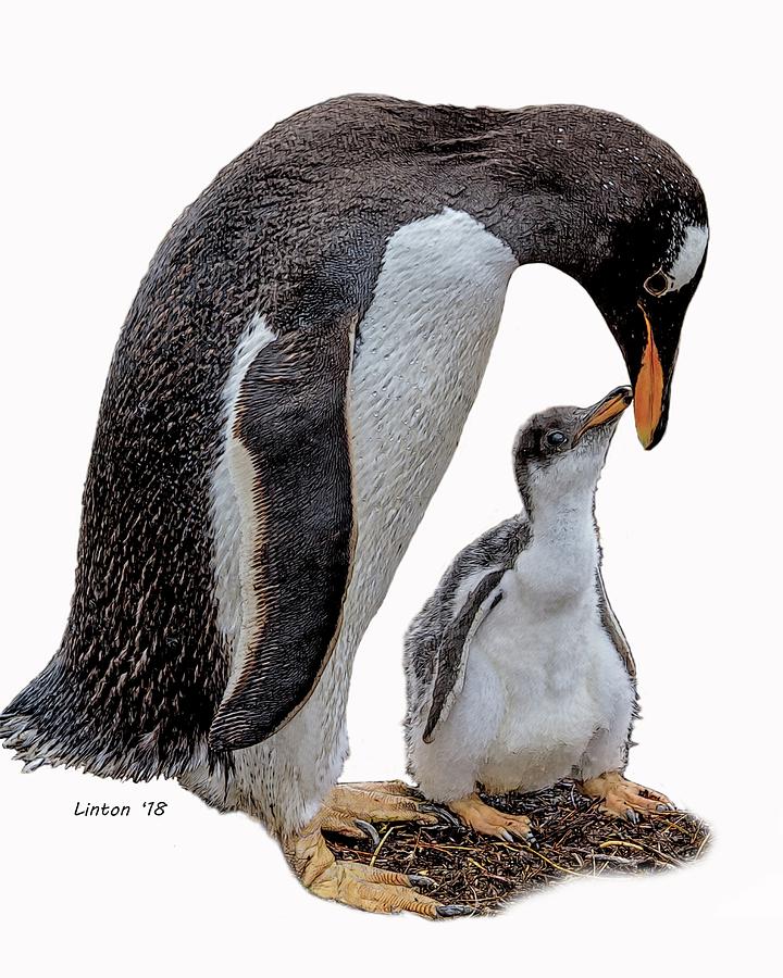 Gentoo Penguins Digital Art by Larry Linton