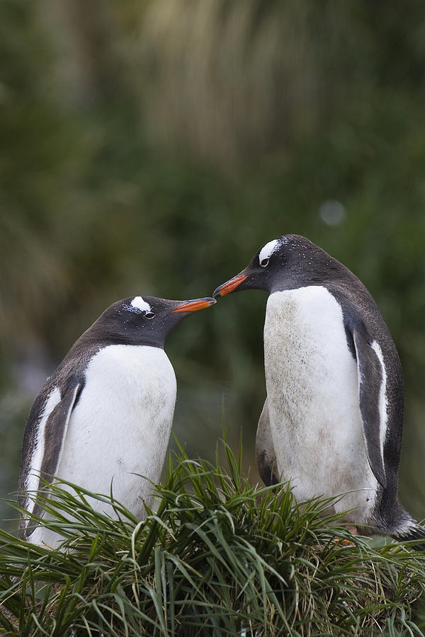 Gentoo Penguins Nesting In Gold Harbor Photograph by Suzi Eszterhas