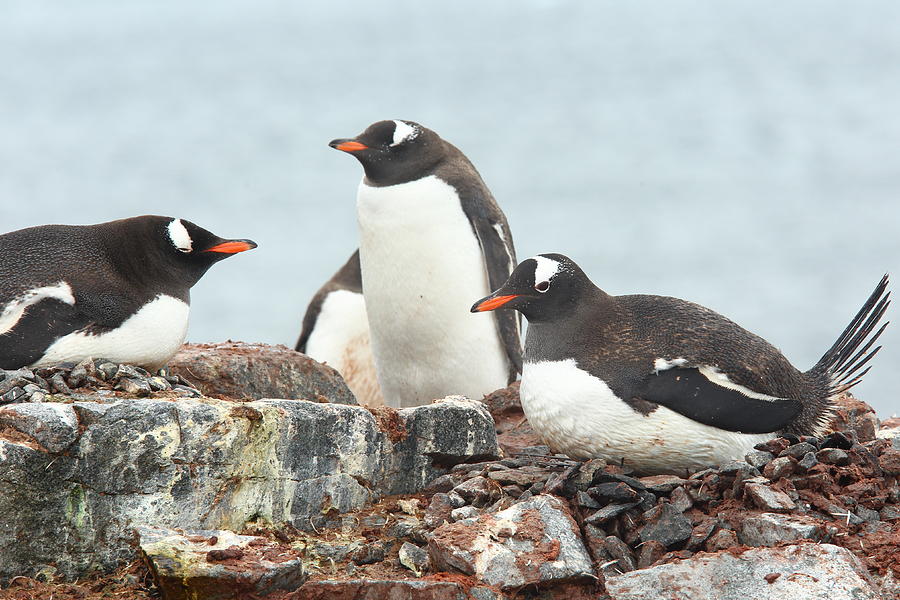 Gentoo Penguins On Nests Photograph by Bruce J Robinson