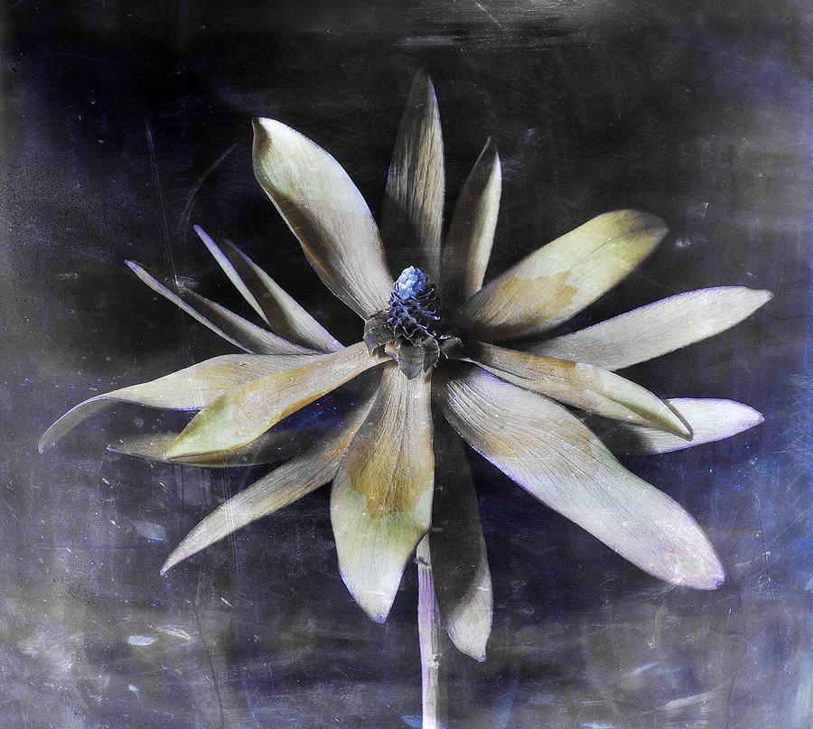 Genus Protea Photograph by Wayne Sherriff