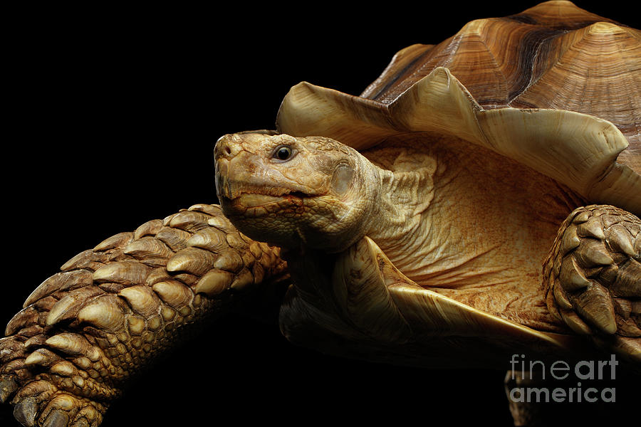 Turtle Photograph - Geochelone sulcata. African turtle Spurs by Sergey Taran