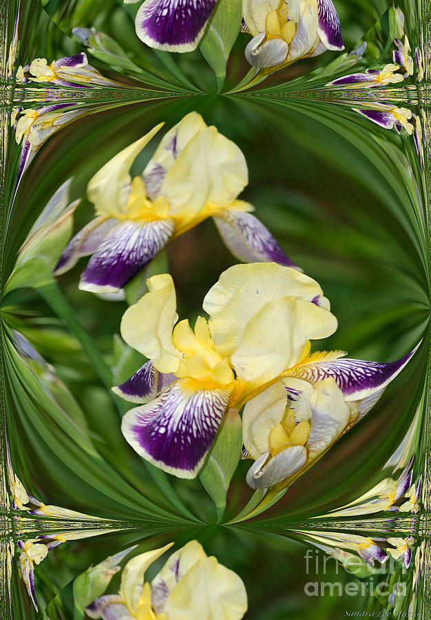 Geometric Bearded Iris Photograph by Sandra Huston