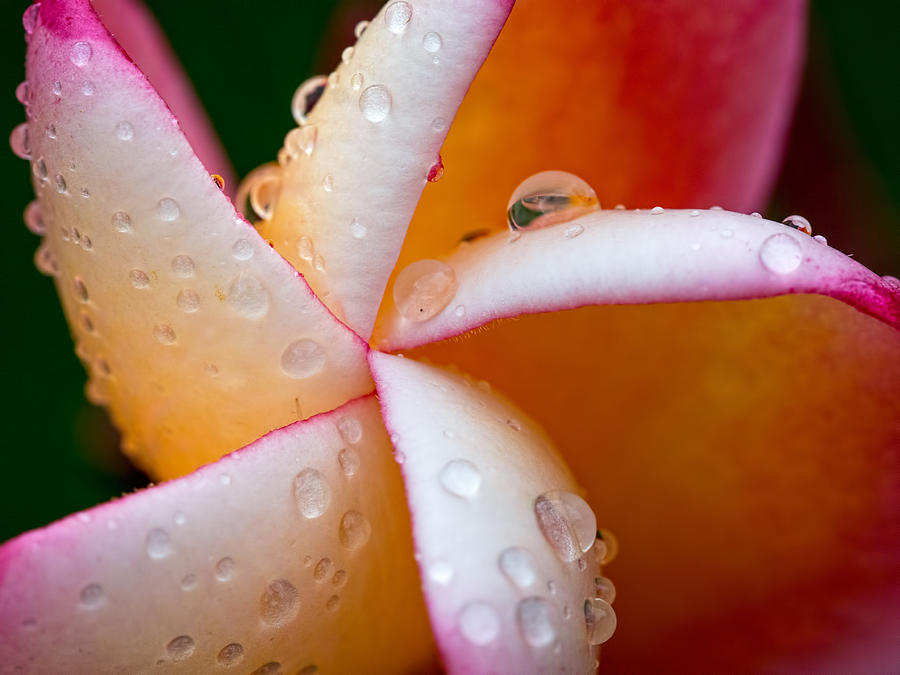 Geometric Flower Photograph by Brad Boland