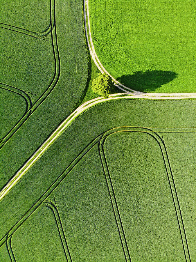 Nature Photograph - Geometric Landscape 05b Tree And Green Fields Aerial View by Matthias Hauser
