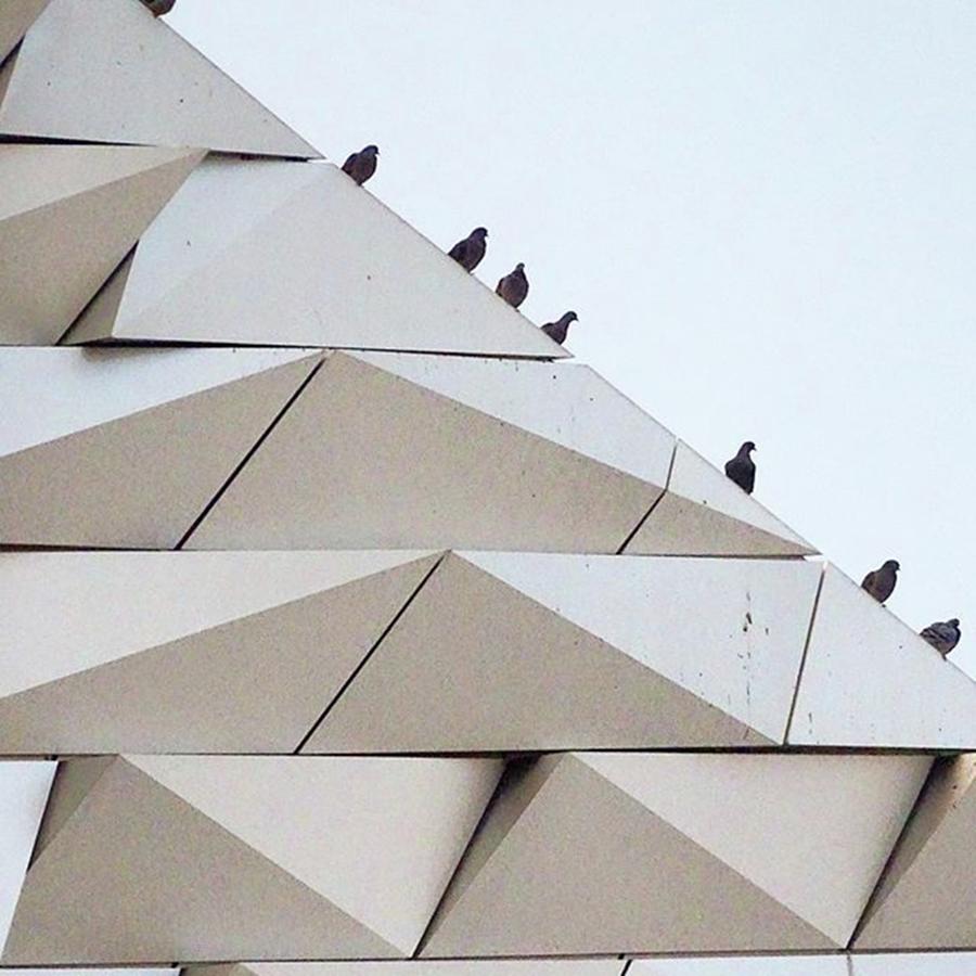 Belfast Photograph - Geometry & Minimalist Pigeons. Spotted by Paul Stayt