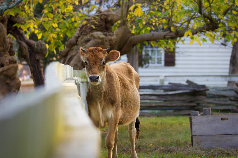 Cow Photograph - George at Colonial Williamsburg by Rachel Morrison