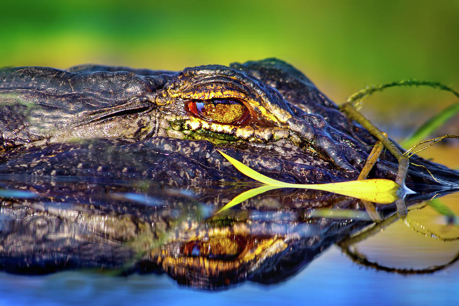 George The Alligator Photograph