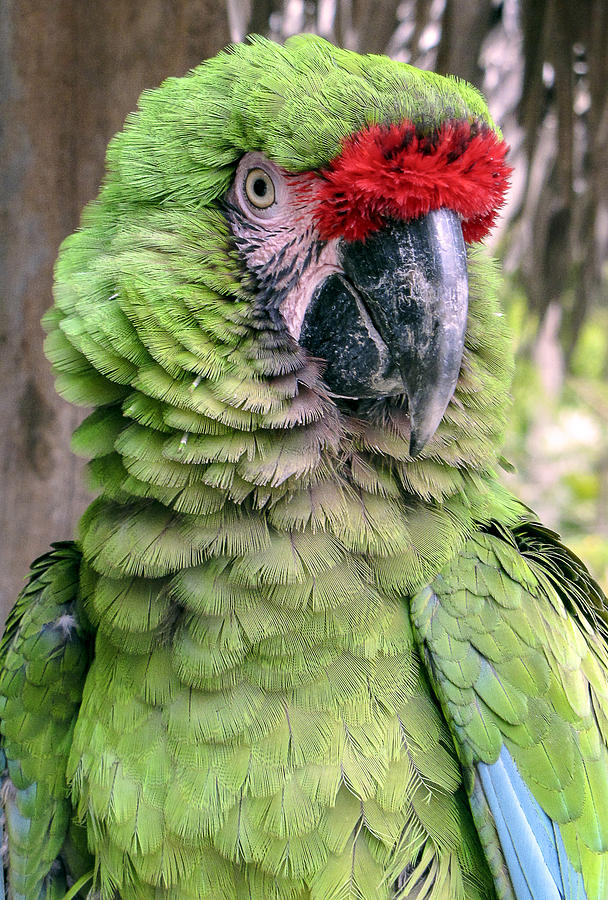 George the Parrot Photograph by Bob Slitzan