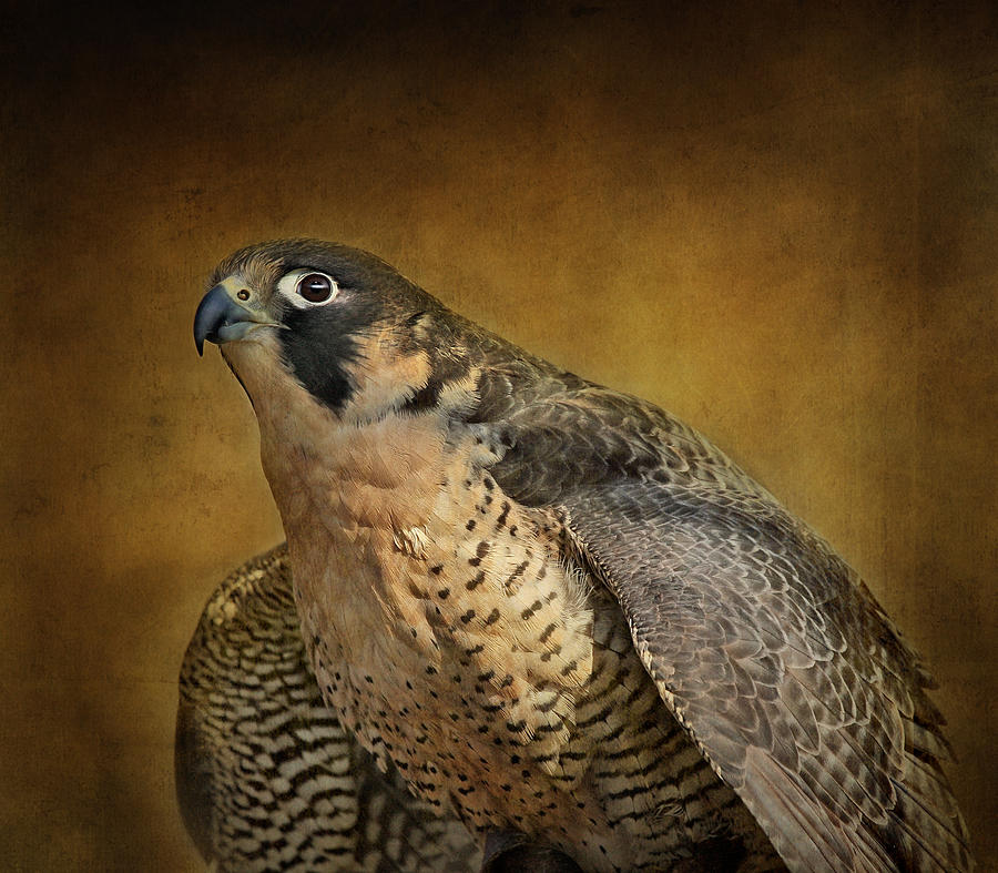 Bird Photograph - Georgette With Texture by Pat Abbott