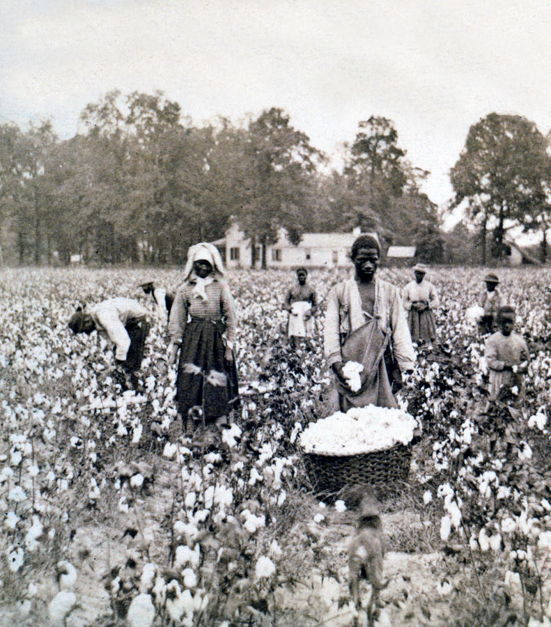 Georgia Cotton Field - c 1898 Photograph by International Images - Pixels