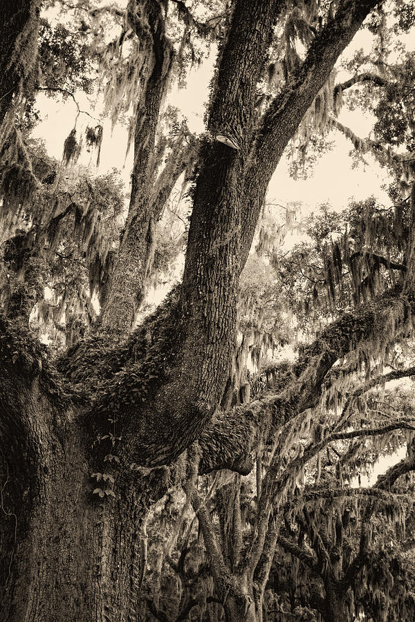 Georgia Live Oaks And Spanish Moss in Sepia Photograph by Kathy Clark