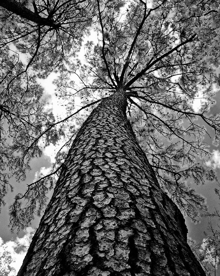 Georgia Pine Photograph