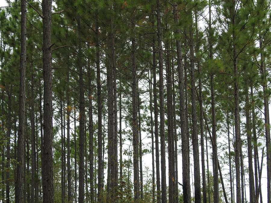 Georgia Tall Pines Photograph by Jan Gelders