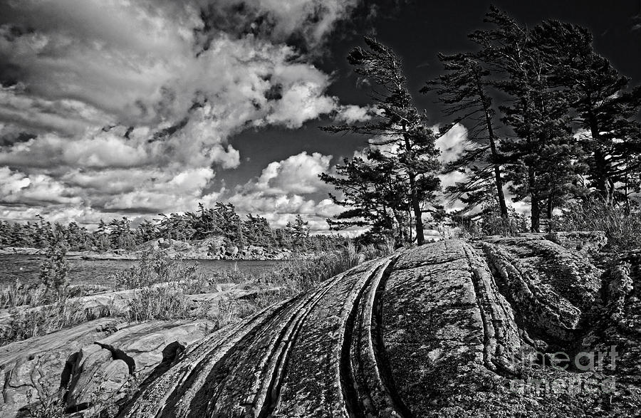 Georgian Bay Pine Trees on Rock Photograph by Charline Xia