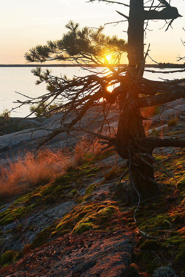 Georgian Bay Sunrise Wild grass Photograph by Steve Somerville